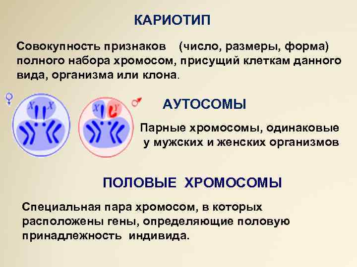 КАРИОТИП Совокупность признаков (число, размеры, форма) полного набора хромосом, присущий клеткам данного вида, организма