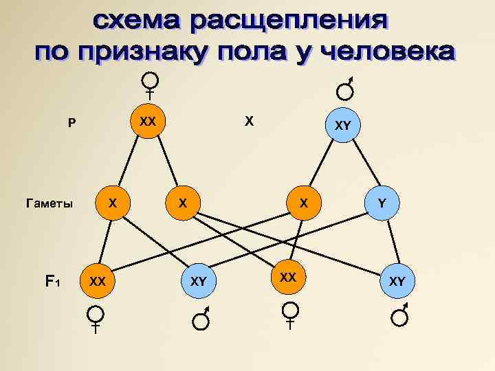X Гаметы F 1 X ХХ P XX XY XX Y XY 