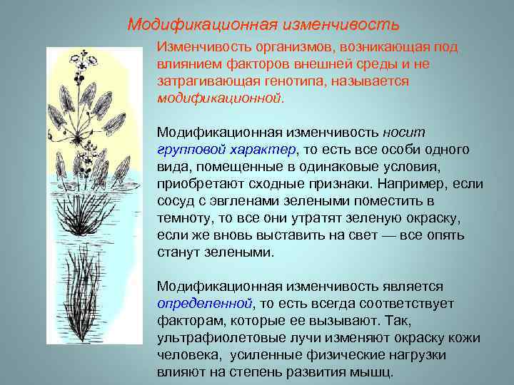 Модификационная изменчивость Изменчивость организмов, возникающая под влиянием факторов внешней среды и не затрагивающая генотипа,