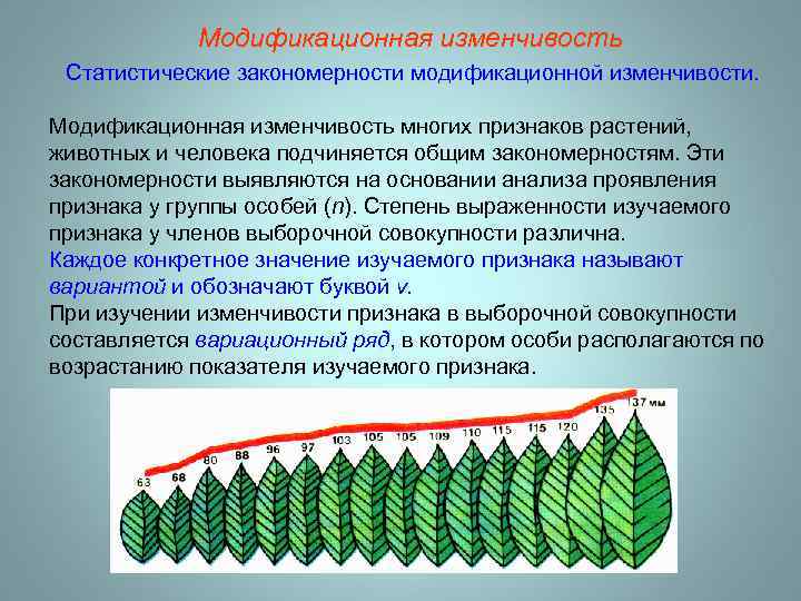 Модификационная изменчивость Статистические закономерности модификационной изменчивости. Модификационная изменчивость многих признаков растений, животных и человека