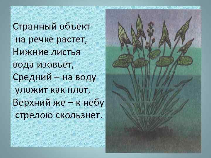 Странный объект на речке растет, Нижние листья вода изовьет, Средний – на воду уложит