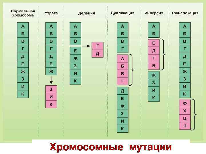 Хромосомные мутации 