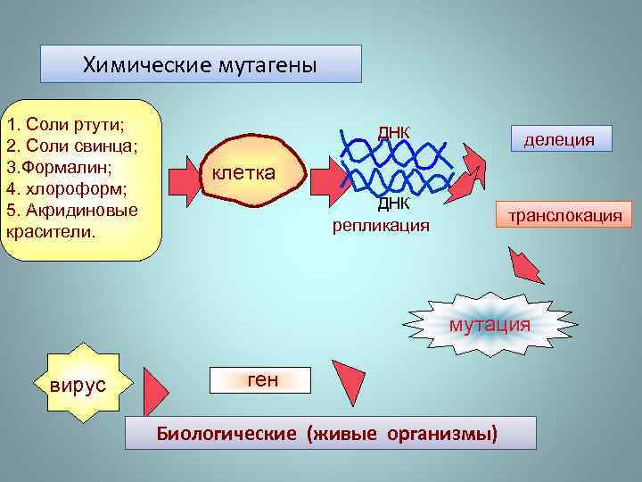 Химические мутагены 1. Соли ртути; 2. Соли свинца; 3. Формалин; 4. хлороформ; 5. Акридиновые