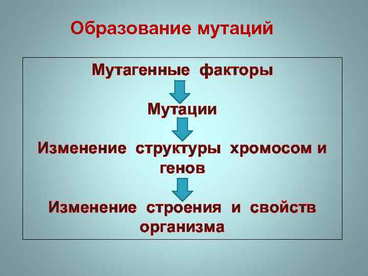 Образование мутаций Мутагенные факторы Мутации Изменение структуры хромосом и генов Изменение строения и свойств