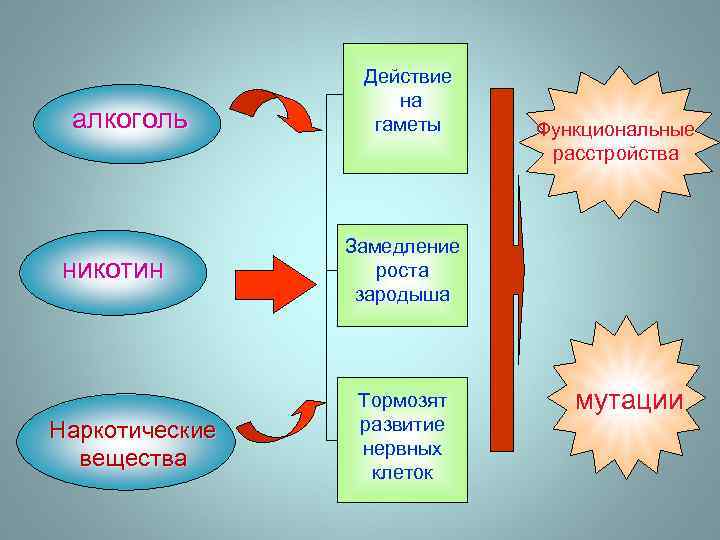 алкоголь никотин Наркотические вещества Действие на гаметы Функциональные расстройства Замедление роста зародыша Тормозят развитие