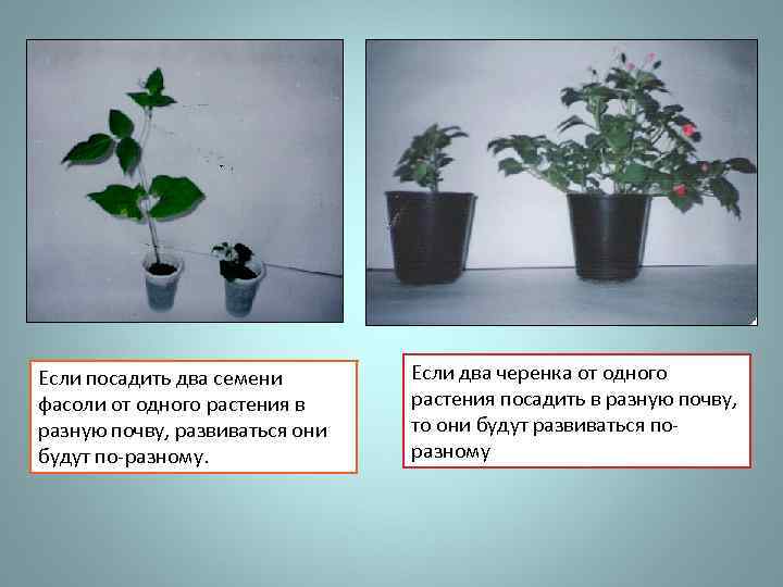 Если посадить два семени фасоли от одного растения в разную почву, развиваться они будут