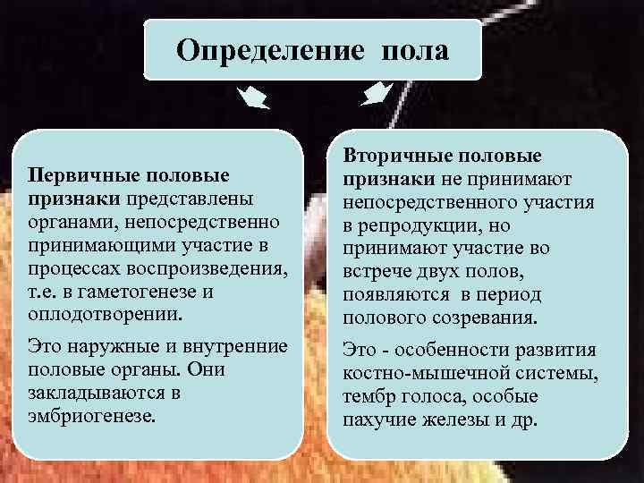 Определение пола Первичные половые признаки представлены органами, непосредственно принимающими участие в процессах воспроизведения, т.