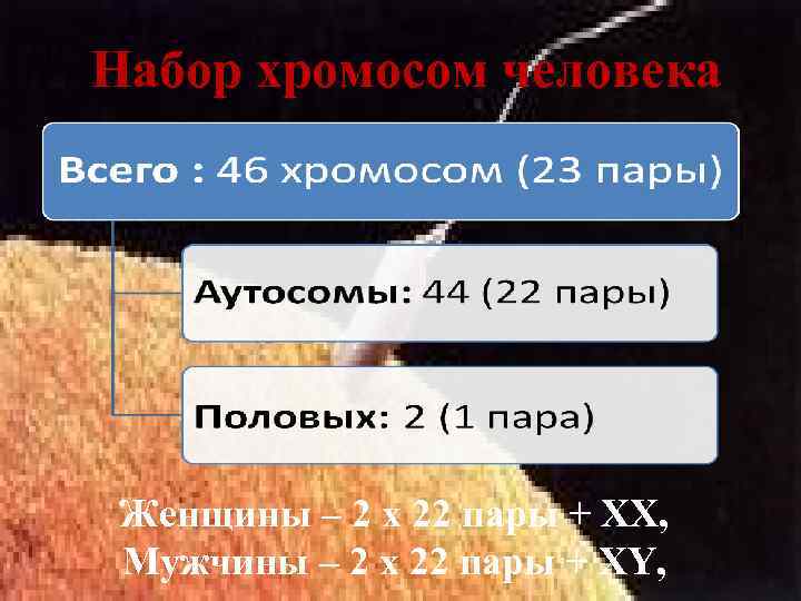 Набор хромосом человека Женщины – 2 х 22 пары + XX, Мужчины – 2