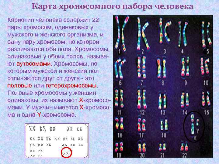 Карта хромосомного набора человека Кариотип человека содержит 22 пары хромосом, одинаковых у мужского и