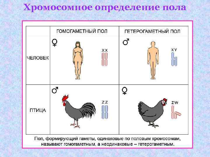 Хромосомное определение пола 