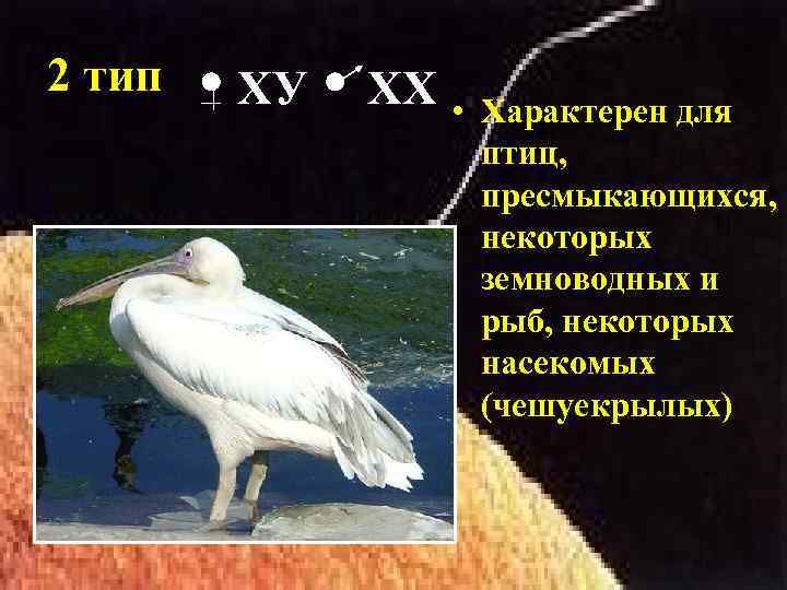 2 тип ХУ ХХ • Характерен для птиц, пресмыкающихся, некоторых земноводных и рыб, некоторых