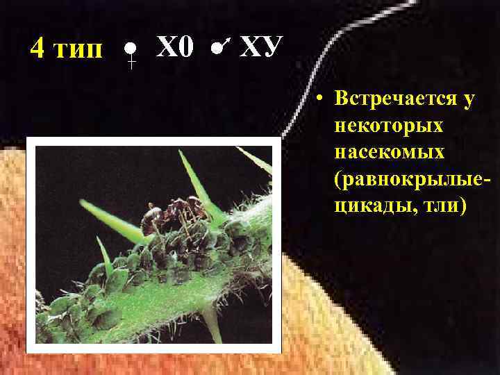 4 тип Х 0 ХУ • Встречается у некоторых насекомых (равнокрылые- цикады, тли) 