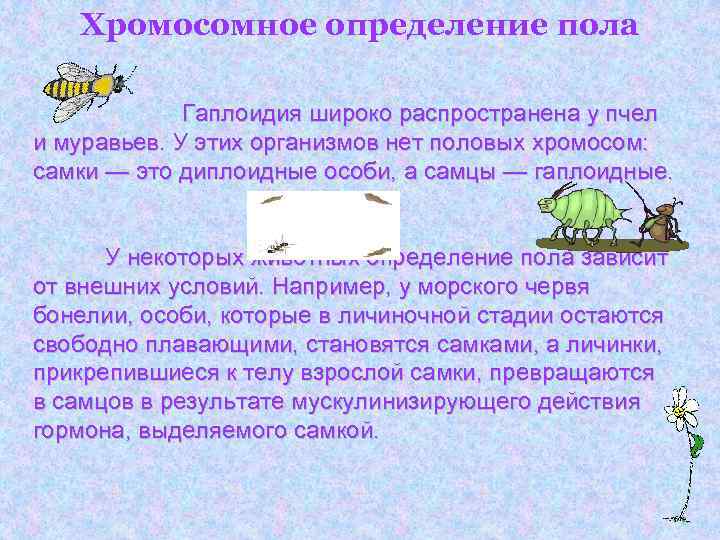 Хромосомное определение пола Гаплоидия широко распространена у пчел и муравьев. У этих организмов нет