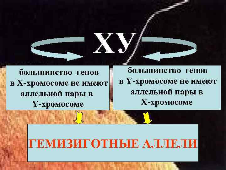 ХУ большинство генов в Х-хромосоме не имеют аллельной пары в Y-хромосоме большинство генов в