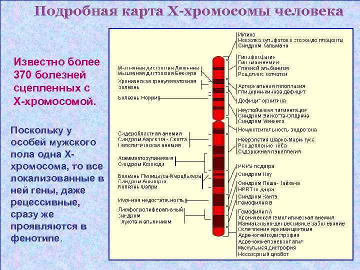 Подробная карта Х-хромосомы человека Известно более 370 болезней сцепленных с Х-хромосомой. Поскольку у особей