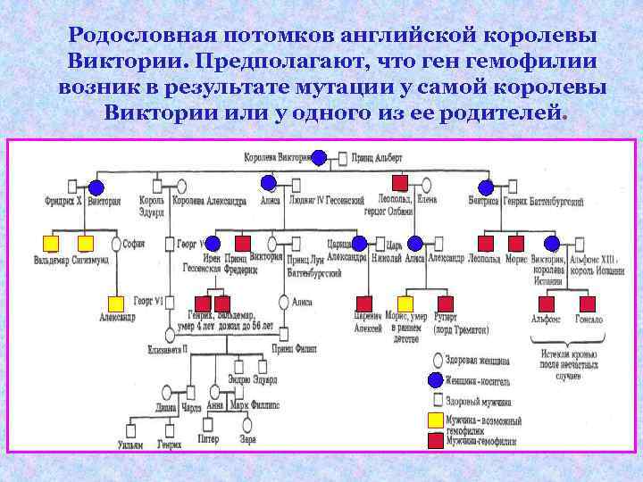 Родословная потомков английской королевы Виктории. Предполагают, что ген гемофилии возник в результате мутации у