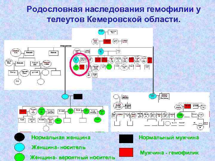 Родословная наследования гемофилии у телеутов Кемеровской области. Нормальная женщина Женщина- носитель Женщина- вероятный носитель