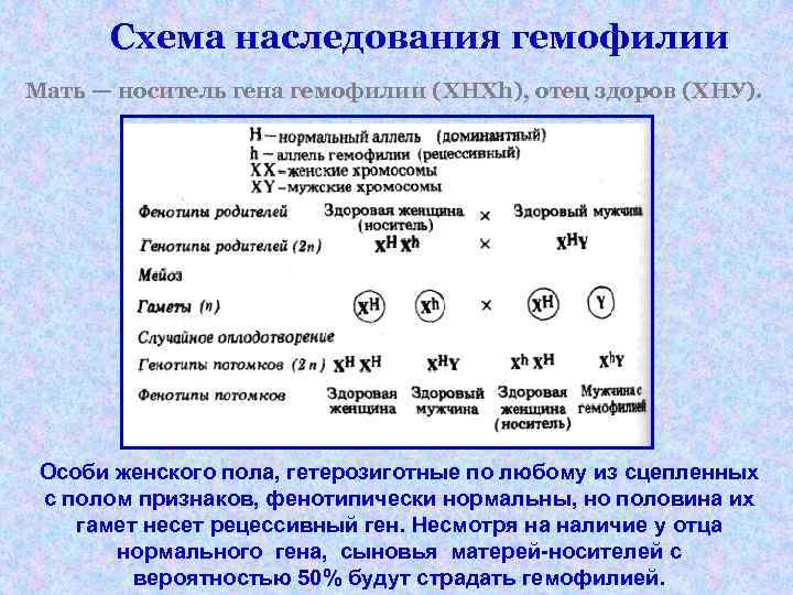 Схема наследования гемофилии Мать — носитель гена гемофилии (XHXh), отец здоров (ХНУ). Особи женского