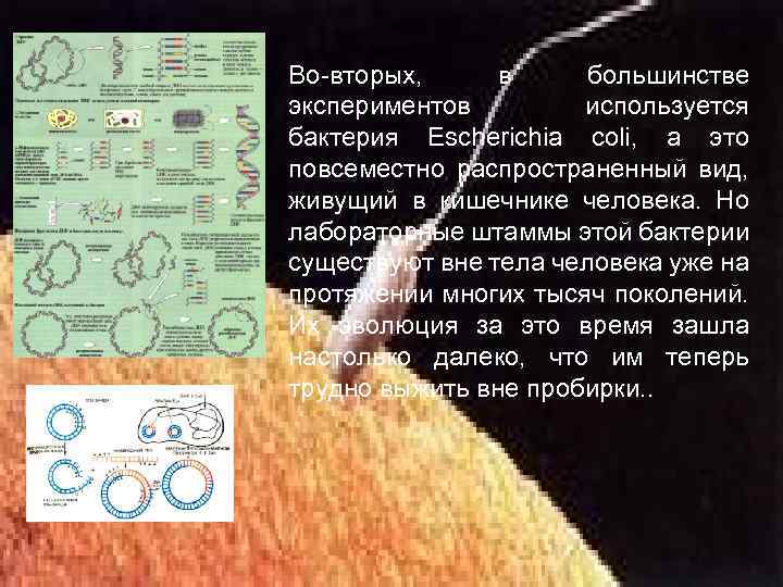 Во-вторых, в большинстве экспериментов используется бактерия Escherichia соli, а это повсеместно распространенный вид, живущий