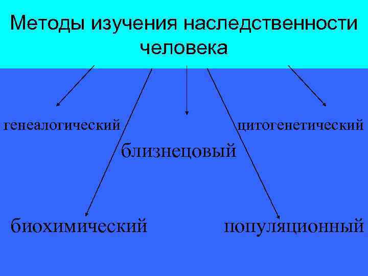 Методы изучения наследственности человека генеалогический цитогенетический близнецовый биохимический популяционный 