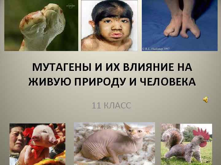МУТАГЕНЫ И ИХ ВЛИЯНИЕ НА ЖИВУЮ ПРИРОДУ И ЧЕЛОВЕКА 11 КЛАСС 