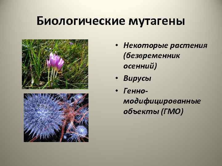 Биологические мутагены • Некоторые растения (безвременник осенний) • Вирусы • Генномодифицированные объекты (ГМО) 