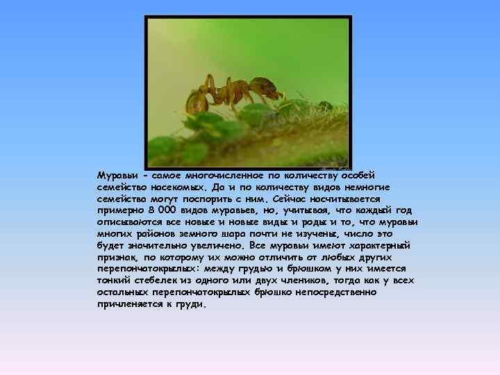  Муравьи - самое многочисленное по количеству особей семейство насекомых. Да и по количеству