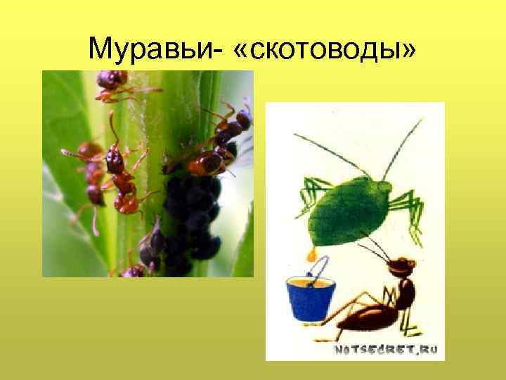 Муравьи- «скотоводы» 