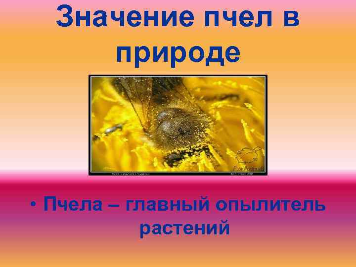 Значение пчел в природе. Значение пчел. Роль пчел в природе. Конспект по пчелам. Конспект значение пчёл.