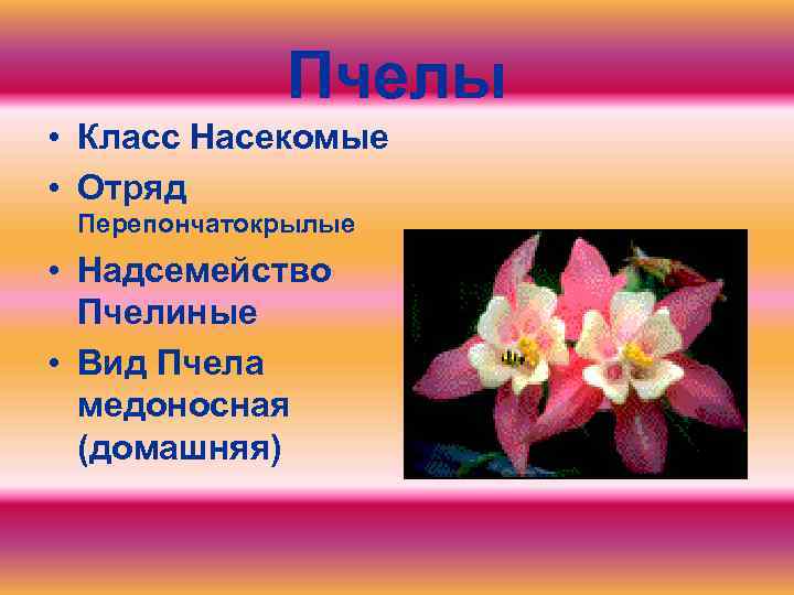 Пчелы • Класс Насекомые • Отряд Перепончатокрылые • Надсемейство Пчелиные • Вид Пчела медоносная