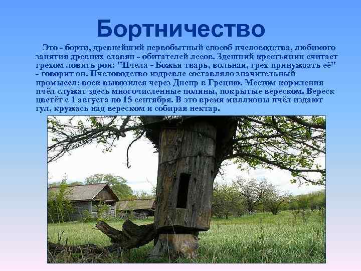 Бортничество Это - борти, древнейший первобытный способ пчеловодства, любимого занятия древних славян - обитателей