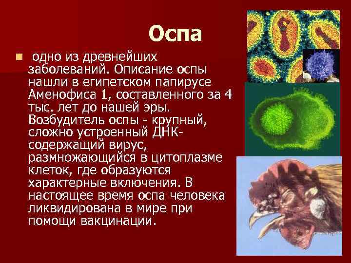 Оспа n одно из древнейших заболеваний. Описание оспы нашли в египетском папирусе Аменофиса 1,