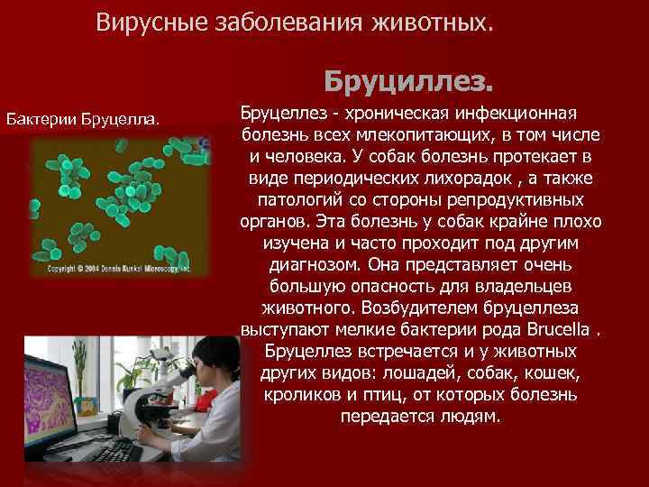 Вирусные заболевания животных. Бруциллез. Бактерии Бруцелла. Бруцеллез - хроническая инфекционная болезнь всех млекопитающих, в