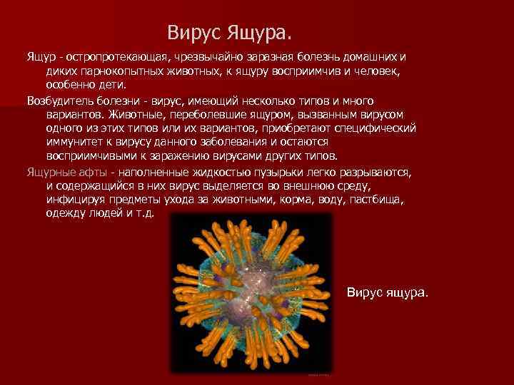 Вирус Ящура. Ящур - остропротекающая, чрезвычайно заразная болезнь домашних и диких парнокопытных животных, к
