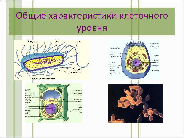 Общие характеристики клеточного уровня 