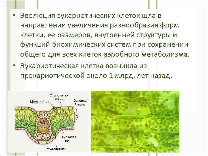  • Эволюция эукариотических клеток шла в направлении увеличения разнообразия форм клетки, ее размеров,