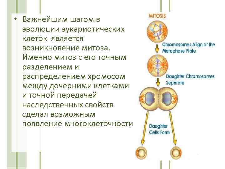  • Важнейшим шагом в эволюции эукариотических клеток является возникновение митоза. Именно митоз с