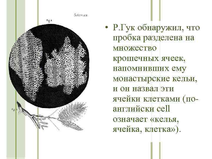  • Р. Гук обнаружил, что пробка разделена на множество крошечных ячеек, напомнивших ему