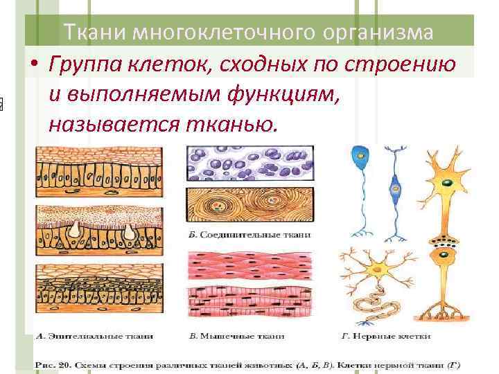 Ткани многоклеточного организма • Группа клеток, сходных по строению и выполняемым функциям, называется тканью.