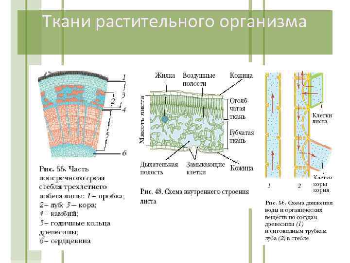 Ткани растительного организма 