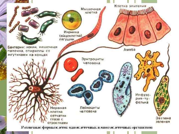 - рентгеноструктурный анализ - гистохимия - дифференциальное центрифугирование Сегодня используют такие методы изучения клеток: