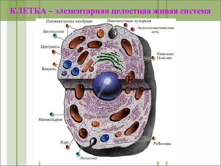 КЛЕТКА – элементарная целостная живая система 