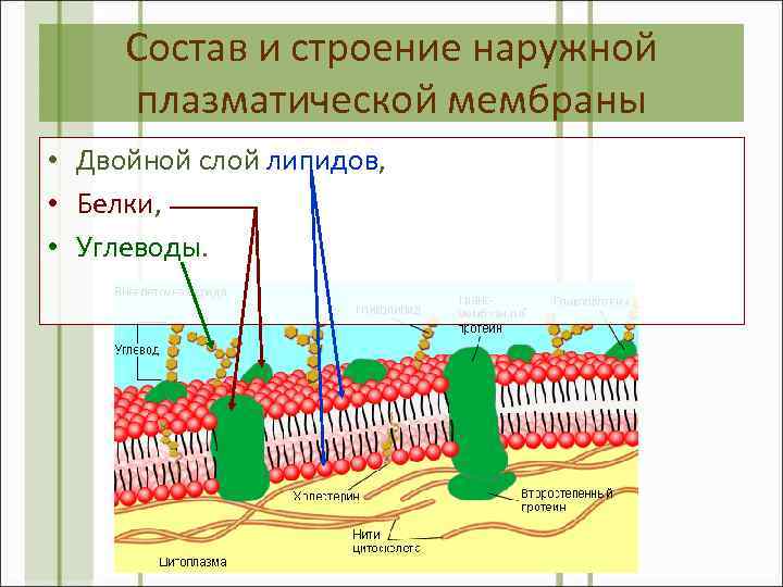 Состав и строение наружной плазматической мембраны • Двойной слой липидов, • Белки, • Углеводы.
