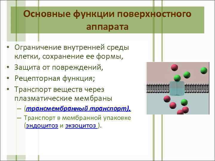 Основные функции поверхностного аппарата • Ограничение внутренней среды клетки, сохранение ее формы, • Защита