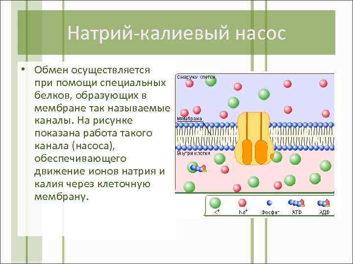 Натрий-калиевый насос • Обмен осуществляется при помощи специальных белков, образующих в мембране так называемые