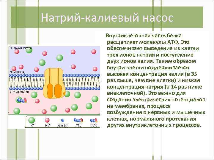Натрий-калиевый насос Внутриклеточная часть белка расщепляет молекулы АТФ. Это обеспечивает выведение из клетки трех