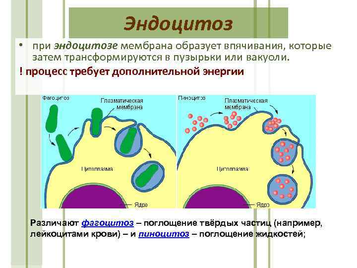 Эндоцитоз • при эндоцитозе мембрана образует впячивания, которые затем трансформируются в пузырьки или вакуоли.