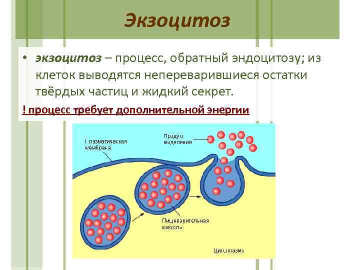 Экзоцитоз • экзоцитоз – процесс, обратный эндоцитозу; из клеток выводятся непереварившиеся остатки твёрдых частиц