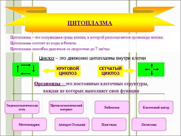 ЦИТОПЛАЗМА Цитоплазма – это полужидкая среда клетки, в которой располагаются органоиды клетки. Цитоплазма состоит