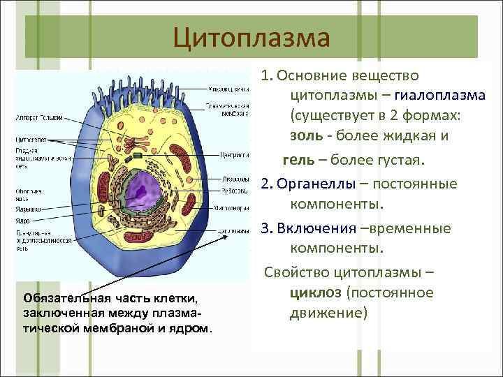 Цитоплазма Обязательная часть клетки, заключенная между плазматической мембраной и ядром. 1. Основние вещество цитоплазмы